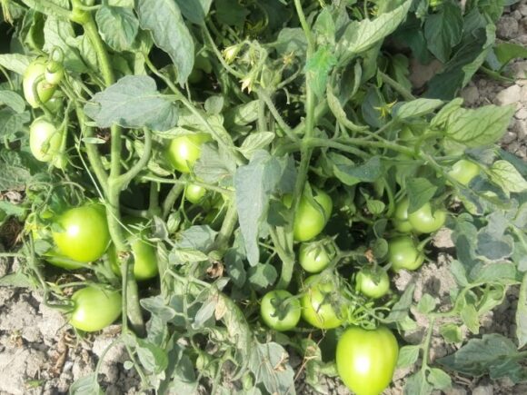 F1-1544: Better Yield with Better Variety