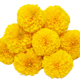 Marry Gold Flower