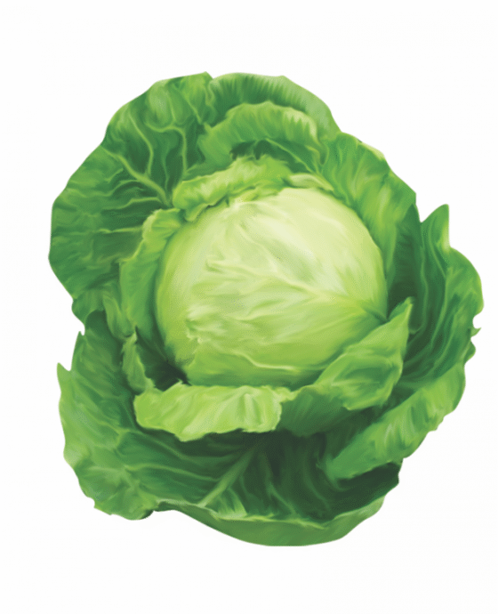 Cabbage
