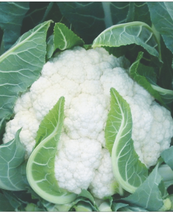 Cauliflower