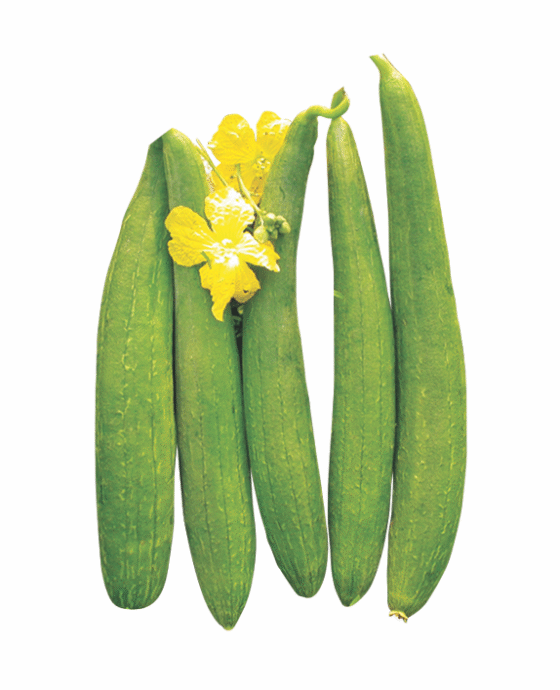 Sponge Gourd
