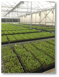 Production