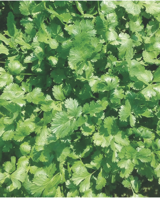 Coriander