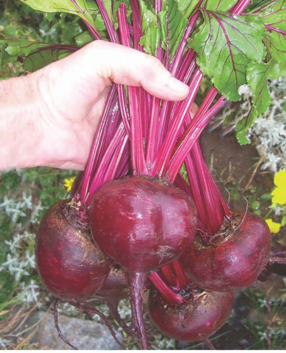 Red Beet