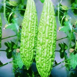 Bitter Gourd