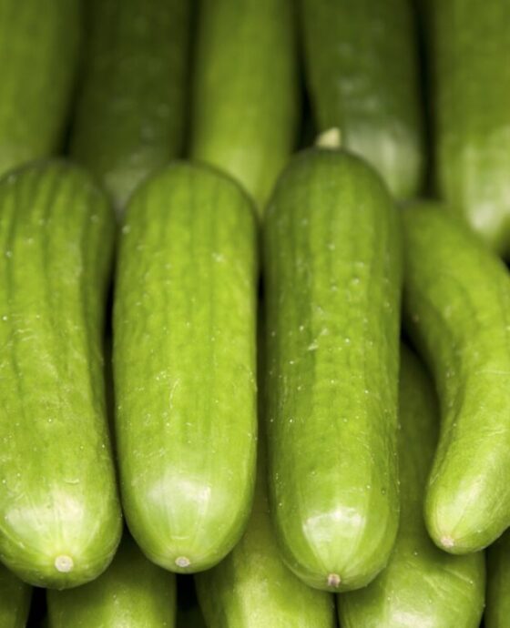 Cucumber
