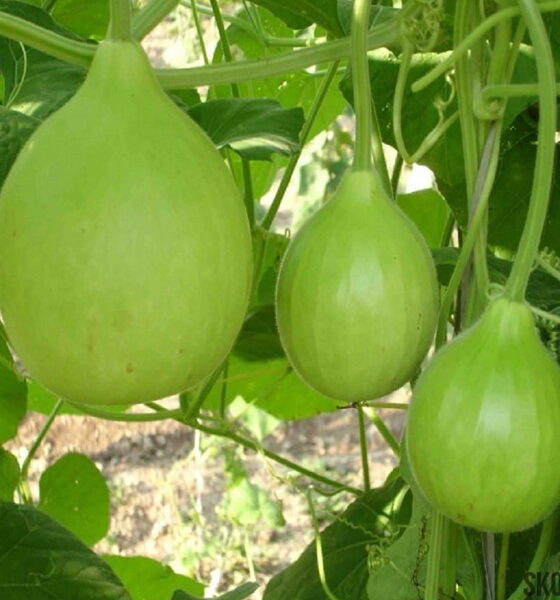 Bottle Gourd
