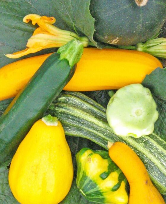 Squash