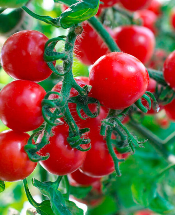 Tomato