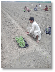 Transplanting